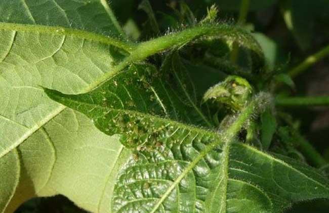 棉花最新价格行情,棉花最新价格行情——科技与生活的完美融合