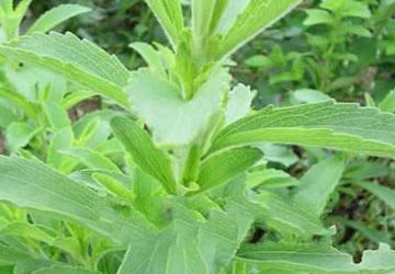 2017年甜叶菊市场行情,2017年甜叶菊市场行情指南