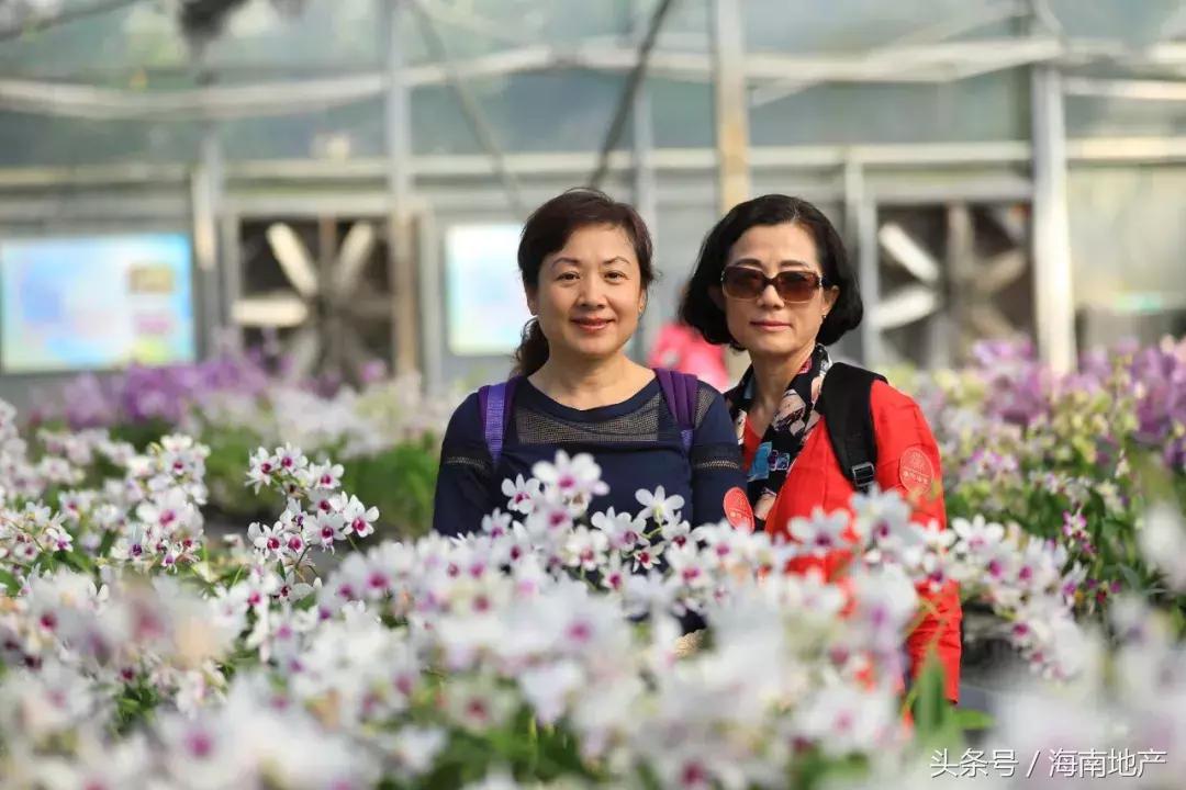 三亚华悦海棠最新动态更新